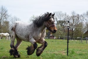 DSC_0534 - Kopie